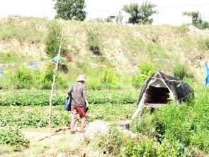 榆瓜怎么吃,探索美味与营养的完美融合  第2张