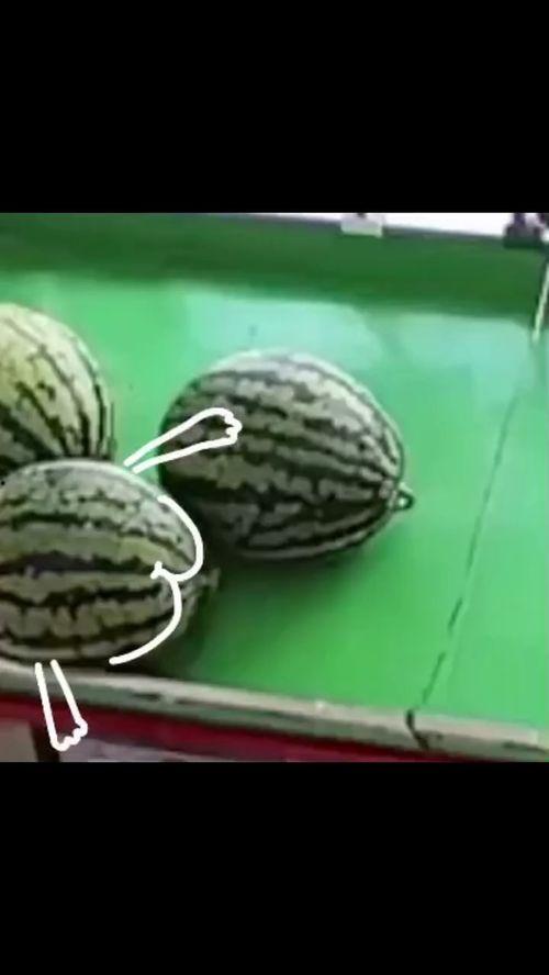 万物吃瓜,揭秘吃瓜文化的盛行与魅力  第3张