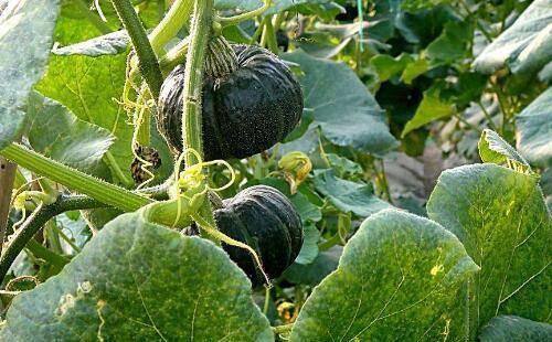 云南吃种子的瓜,探寻吃种子的瓜的独特魅力  第2张