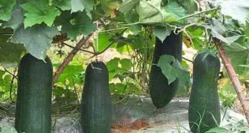 野生臭瓜怎样吃  第3张