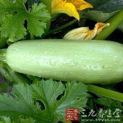 西葫芦瓜芯怎么吃 第3张 西葫芦瓜芯怎么吃 第3张