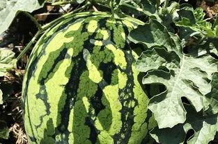 北队吃瓜,揭秘娱乐圈背后的那些事儿 第2张 北队吃瓜,揭秘娱乐圈背后的那些事儿 第2张