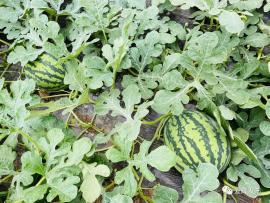 北队吃瓜,揭秘娱乐圈背后的那些事儿 第3张 北队吃瓜,揭秘娱乐圈背后的那些事儿 第3张