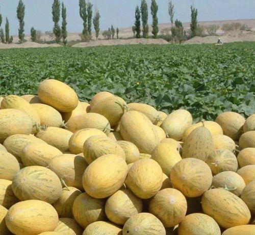 吃啥瓜像哈密瓜,揭秘“吃啥瓜像哈密瓜”的神秘魅力