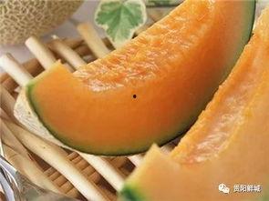 吃啥瓜像哈密瓜,揭秘“吃啥瓜像哈密瓜”的神秘魅力  第2张
