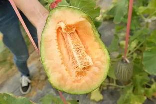 吃啥瓜像哈密瓜,揭秘“吃啥瓜像哈密瓜”的神秘魅力  第3张