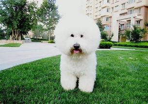 比熊犬可以吃网纹瓜吗