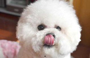 比熊犬可以吃网纹瓜吗  第2张