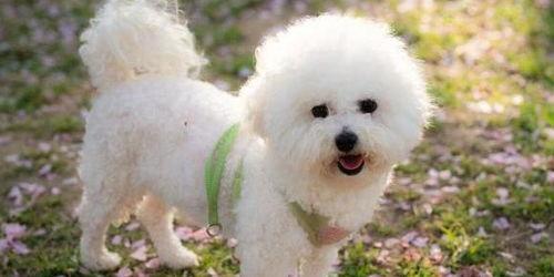 比熊犬可以吃网纹瓜吗  第3张