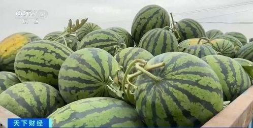 尔湾吃瓜,吃瓜群众的味蕾盛宴  第3张