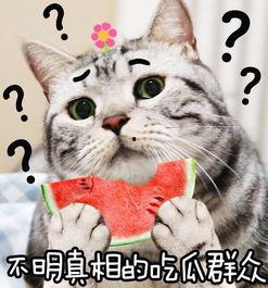 可爱头像坐等吃瓜,一场视觉与味蕾的双重盛宴  第3张