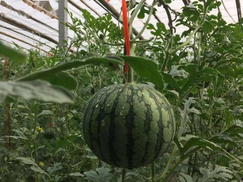 啃皮吃瓜,揭秘娱乐圈背后的故事与真相  第3张