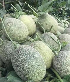 新疆蜜瓜几月份吃,新疆蜜瓜盛夏美味时节  第3张