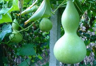 经期吃蒲瓜好吗,经期食用蒲瓜的适宜性探讨  第3张