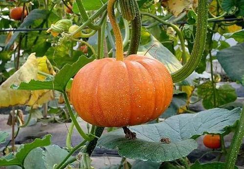 天天吃瓜少不了,天天吃瓜少不了的趣味人生  第3张