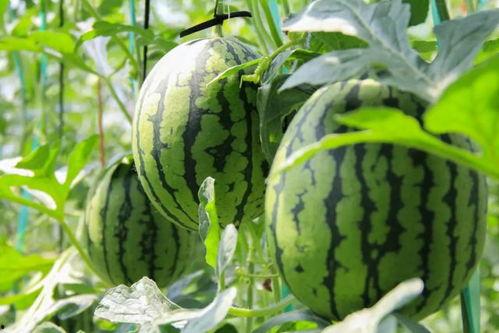 吃瓜的我全集,揭秘娱乐圈背后的真相与秘密  第3张