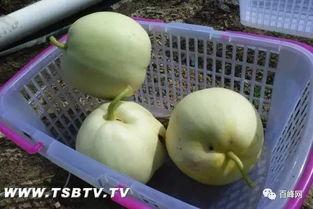 瓜熟季节随便吃,随季节变化，尽享时令瓜果盛宴  第3张