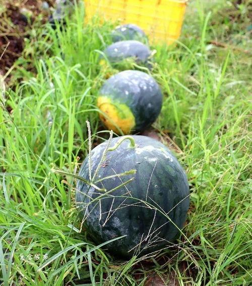 庄河本地吃瓜事件  第3张