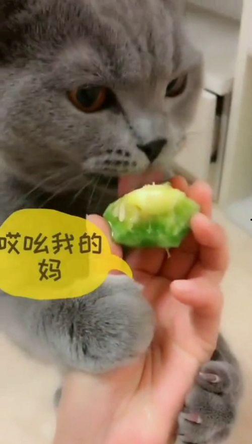 猫咪吃瓜为啥不吃瓤,为何对瓜瓤视而不见？