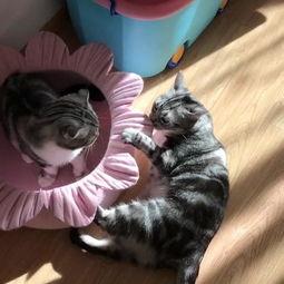 猫咪吃瓜为啥不吃瓤,为何对瓜瓤视而不见？  第2张