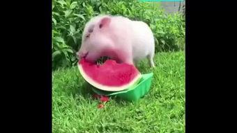 小猪吃瓜记  第3张