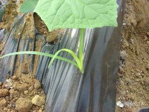 小笨吃瓜  第2张