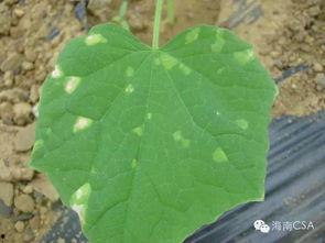 小笨吃瓜  第3张