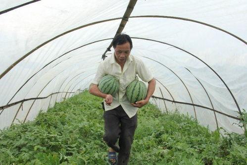 吃瓜群广西群,揭秘当地生活百态