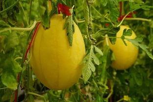 吃瓜群广西群,揭秘当地生活百态  第2张