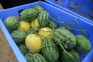 吃瓜群广西群,揭秘当地生活百态  第3张