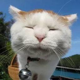 甜波吃瓜猫先生,揭秘网络红人的魅力与影响力  第2张