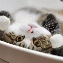 甜波吃瓜猫先生,揭秘网络红人的魅力与影响力  第3张