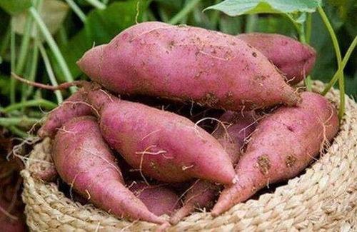 吃土瓜上火,揭秘常见食物的火气之谜  第2张