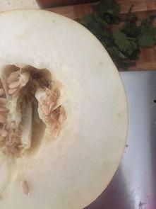 兔子可以吃伊丽莎白瓜吗,伊丽莎白瓜是否适合兔子食用？  第2张