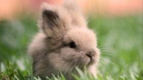 兔子可以吃伊丽莎白瓜吗,伊丽莎白瓜是否适合兔子食用？  第3张