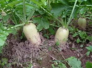 药瓜根怎么吃,药瓜根的食用方法与营养功效解析 第3张 药瓜根怎么吃,药瓜根的食用方法与营养功效解析 第3张