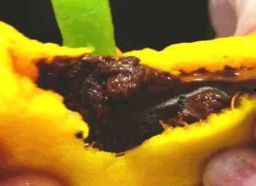 吃巧克力瓜,甜蜜诱惑，健康美味两不误  第3张