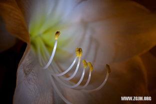 为什么梦见摘瓜吃,揭秘摘瓜吃梦的深层寓意  第2张