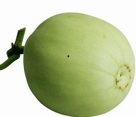 吃梨瓜口苦,揭秘消暑佳果背后的苦涩真相 第2张 吃梨瓜口苦,揭秘消暑佳果背后的苦涩真相 第2张