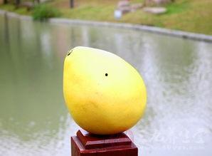 吃梨瓜口苦,揭秘消暑佳果背后的苦涩真相 第3张 吃梨瓜口苦,揭秘消暑佳果背后的苦涩真相 第3张