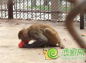 邯郸公园吃瓜,夏日休闲好去处 第2张 邯郸公园吃瓜,夏日休闲好去处 第2张