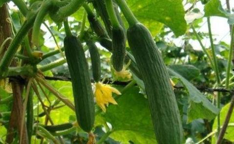 吃瓜吃不明白图片大全,那些让人哭笑不得的吃瓜瞬间  第2张