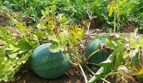 吃瓜吃不明白图片大全,那些让人哭笑不得的吃瓜瞬间  第3张