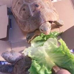 缅甸视频吃瓜,一场视觉与味蕾的双重盛宴 第3张 缅甸视频吃瓜,一场视觉与味蕾的双重盛宴 第3张