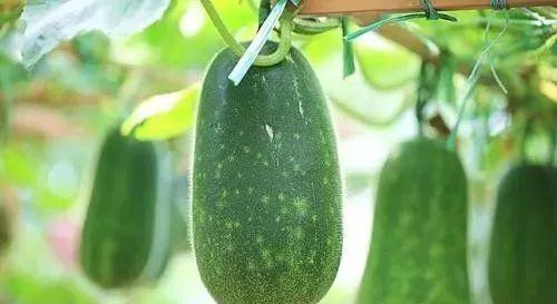 为什么春吃芽夏吃瓜,顺应时节的饮食智慧  第3张