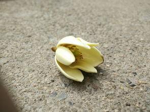 小白花吃瓜,揭秘娱乐圈的甜蜜与苦涩 第2张 小白花吃瓜,揭秘娱乐圈的甜蜜与苦涩 第2张