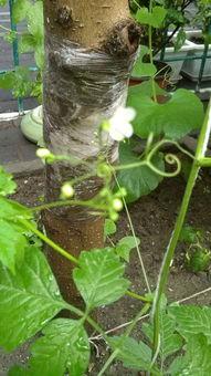 小白花吃瓜,揭秘娱乐圈的甜蜜与苦涩 第3张 小白花吃瓜,揭秘娱乐圈的甜蜜与苦涩 第3张