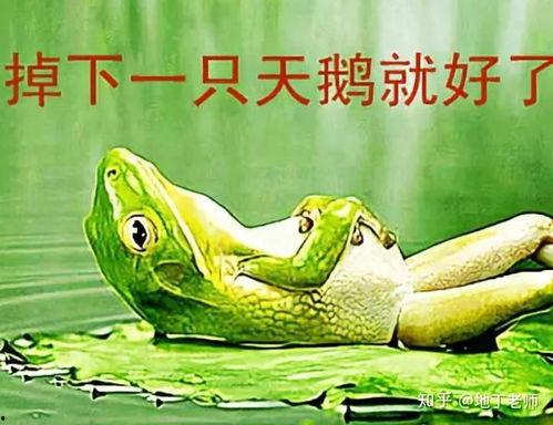 青蛙吃瓜同款,揭秘夏日消暑美食新潮流  第3张