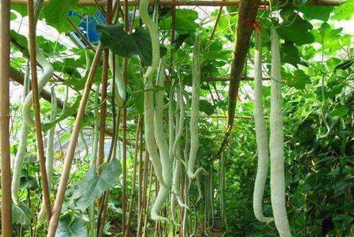 骆驼吃蛇瓜,探寻沙漠中的蛇瓜之谜