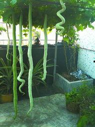 骆驼吃蛇瓜,探寻沙漠中的蛇瓜之谜 第3张 骆驼吃蛇瓜,探寻沙漠中的蛇瓜之谜 第3张